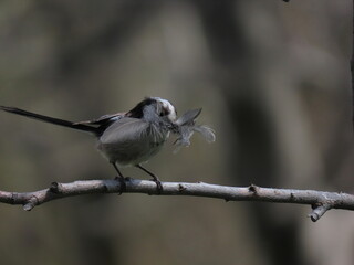 Long-tailed tit (Aegithalos caudatus) perched on a tree branch near it's nest with nesting material in it's beak making eye contact with the camera.