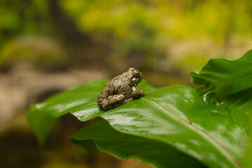frog on a green leaf
