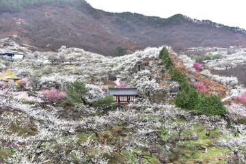 Beautiful plum blossoms and scenery of Maehwa Village in Hongssang-ri, Korea