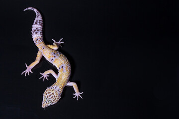 A leopard gecko, lizard on black background, eublepharis macularius, animal closeup