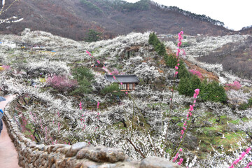 Beautiful plum blossoms and scenery of Maehwa Village in Hongssang-ri, Korea