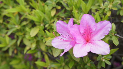 ツツジのクローズアップ