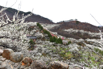 Beautiful plum blossoms and scenery of Maehwa Village in Hongssang-ri, Korea