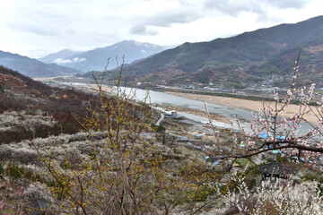 Beautiful plum blossoms and scenery of Maehwa Village in Hongssang-ri, Korea