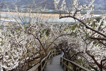Beautiful plum blossoms and scenery of Maehwa Village in Hongssang-ri, Korea