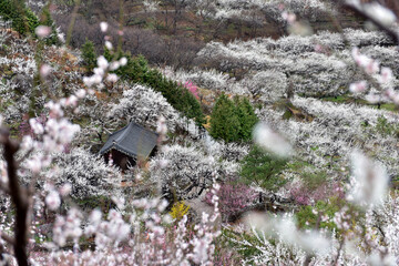 Beautiful plum blossoms and scenery of Maehwa Village in Hongssang-ri, Korea