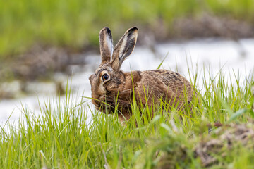 Help, rabbit plague is here