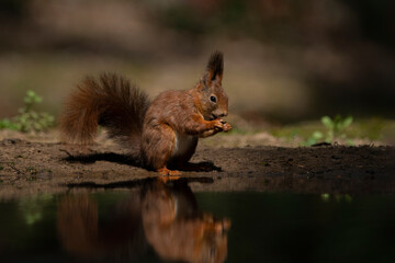 Naklejka na ściany i meble Eurasian red squirrel (Sciurus vulgaris) eating a hazelnut in a pool of water in the forest of Limburg in the Netherlands. Green background. Reflection in the water.