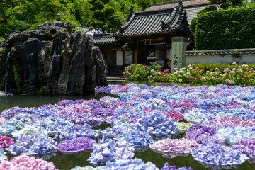 大阪府池田市 北摂の古刹「久安寺のあじさいうかべ」