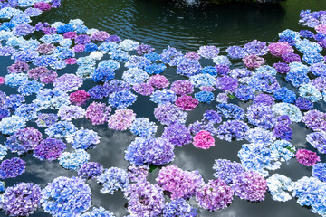 大阪府池田市 北摂の古刹「久安寺のあじさいうかべ」