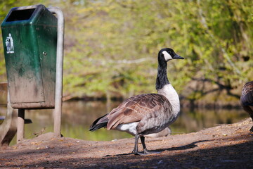 country goose branta canadensis a canada goose stands in the sunlight next to a dirty garbage can in a park near a pond