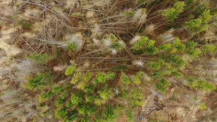 Wood aerial bark beetle drone pest Ips typographus dead spruce tree infested and attacked by the European spruce quadcopter view flying fly flight show, cutting deforestation caterpillar dead