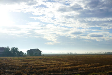 The plantation land after harvesting the paddy during dry season of Malaysia.