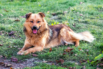 Brown shaggy dog lies in the garden on the grass. Funny dog