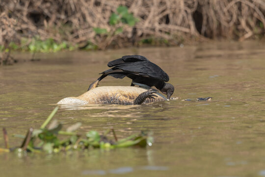 Urubú-de-cabeça-preta sobre jacaré morto no rio São Lourenço, Mato Grosso, Brasil. 