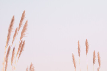 Soft gently wind grass flowers in aesthetic nature of early morning misty sky background. Quiet and calm image in minimal zen mood. Spring nature in pastel tone.