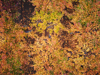Autumn Colors And Textures, Aerial View Of The Colchagua Vineyards ( 5 - 7 )