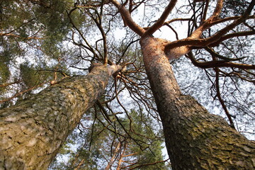 Beautiful tall pine trees branches bottom up view in perspective on clear blue sky background at Sunny spring day - environment, East European nature, ecological forest landscape with clear air