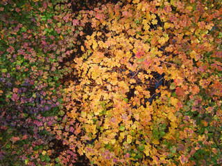 Autumn Colors And Textures, Aerial View Of The Colchagua Vineyards ( 3 - 7 )