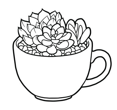 succulents in teacup black and white clip art preview