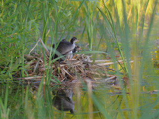 one month old coot chicks on a nest in a reed near lake
