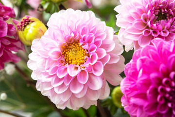 background made with colorful autumn flowers asters