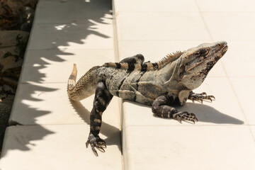 Black spiny-tailed iguana, Ctenosaura similis, Riviera Maya, Mexico