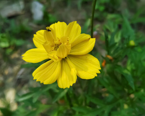 yellow flower in the garden