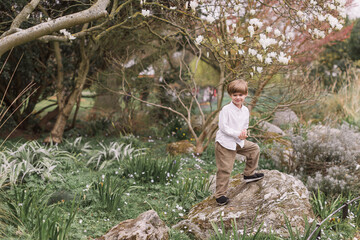 Naklejka na ściany i meble Little blond boy in a white shirt and corduroy pants. Standing. Outdoors. Park. Flowering magnolias.