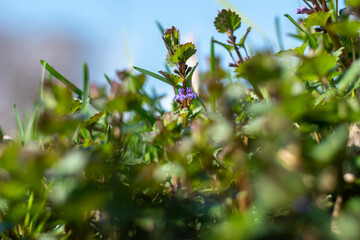 Ukraine, Kyiv - 21 April 2021: Glechoma hederacea Ground-Ivy flower