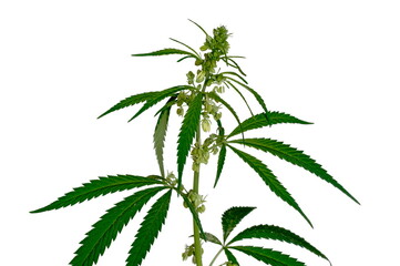 Cannabis ruderalis or subspecies of cannabis sativa.
Inflorescences on a white background.