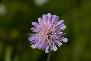close up of a flower