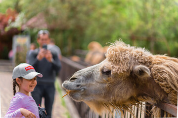 Yalta Russia - May 3, 2019 The zoo. Portrait of a smiling camel. Zoo visitors feed the camel