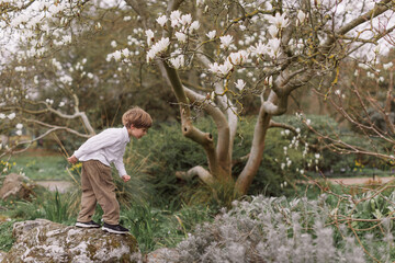 Naklejka na ściany i meble Little blond boy in a white shirt and corduroy pants. Crouching. In the open air. Park. Magnolia flowering.