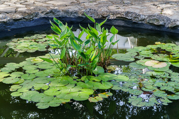 Lily Pad Pond