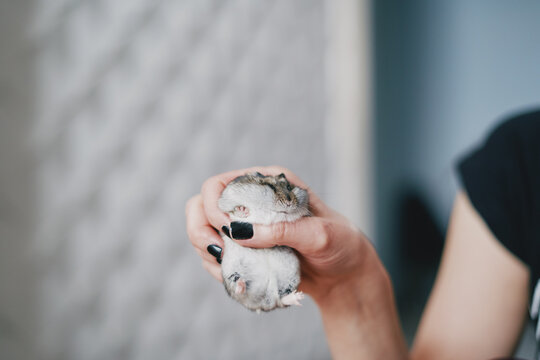 Cute little Dzungarian hamster sits on the hand. Dwarf hamster.