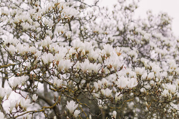 White magnolia flowers during its flowering.