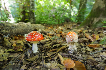 Mushroom 3 - Demirkoy