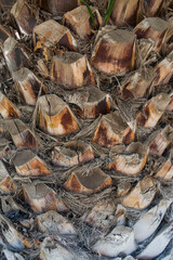palm trunk, texture