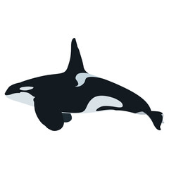 Orca whale vector art and graphics
