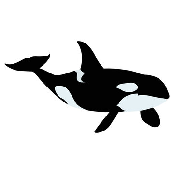 Orca whale vector art and graphics