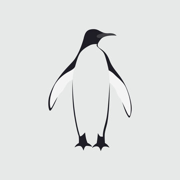 Penguin vector art and graphics