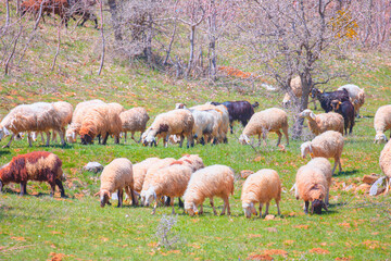 Group of sheep grazing quietly with leafless trees in the background