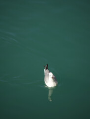 Gull goes for a quick swim on a sunny day.