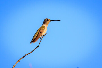 Female Black-chinned hummingbird (Archilochus alexandri) perched in a tree in Oklahoma City