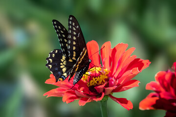 Eastern Black Swallowtail (Papilio polyxenes) perched on red flowers.