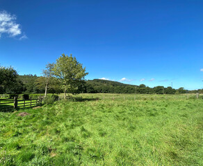 Fototapeta na wymiar Looking across the fields, on a hot summers day, with trees, and a vivid blue sky in, Stirton, Skipton, UK