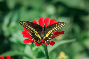 Fototapeta na wymiar Rudkin's swallowtail (Papilio polyxenes coloro)