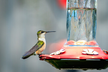 Female Black-chinned hummingbird (Archilochus alexandri) perched in a tree in Oklahoma City