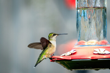 Female Black-chinned hummingbird (Archilochus alexandri) perched in a tree in Oklahoma City